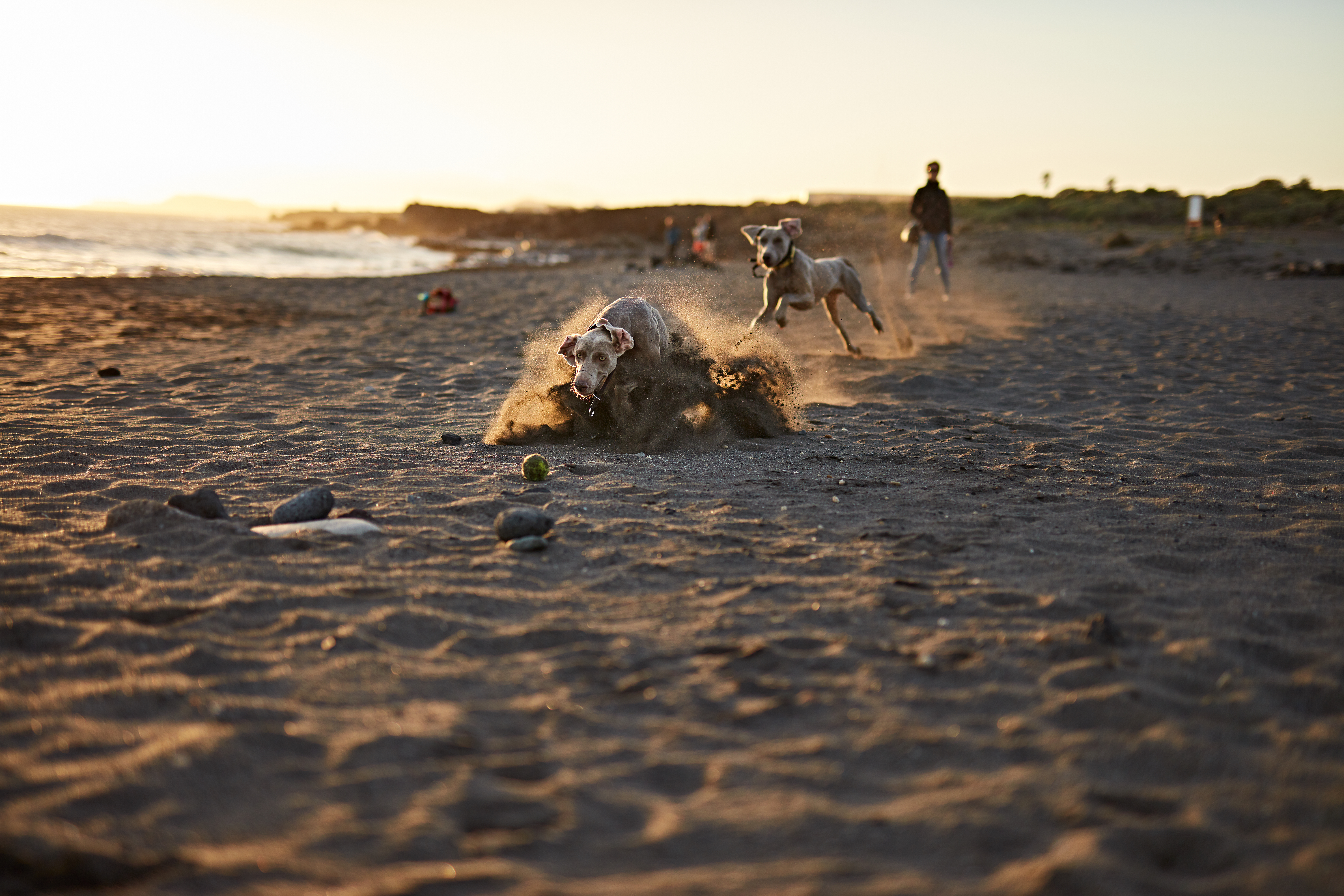 Hundestrand an der Ostsee